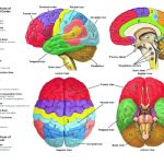 Riabilitazione cognitiva Milano: l’importanza dell’allenamento del cervello